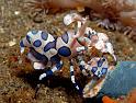 22 Harlequin Shrimp